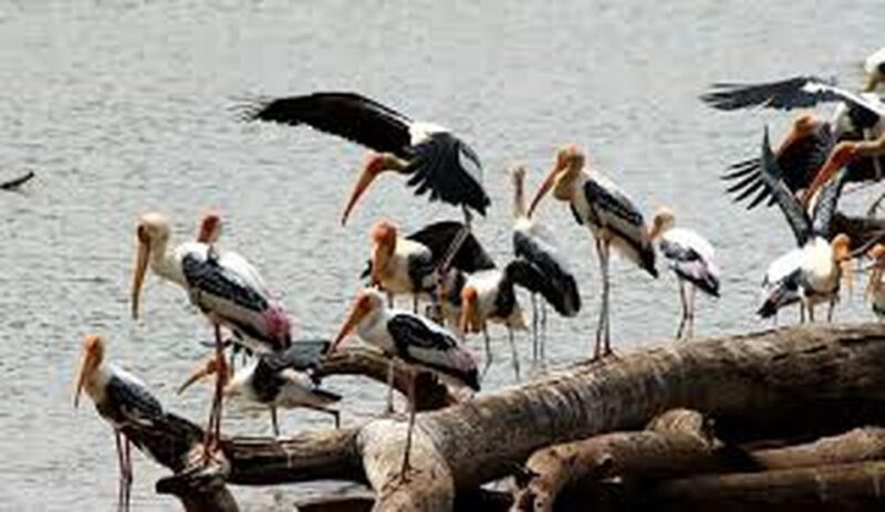 From:Galle/Mirissa/Bentota Transfer to Ella With Yala Safari - Itinerary and Experience
