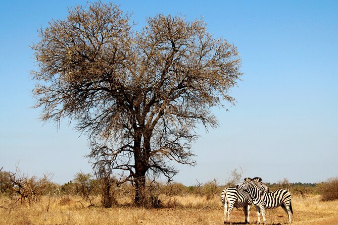 Full Day Big 5 Game Safari in Kruger National Park From Hazyview - Itinerary Details