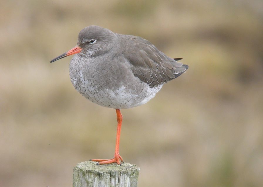 Full Day Birding - Booking Information