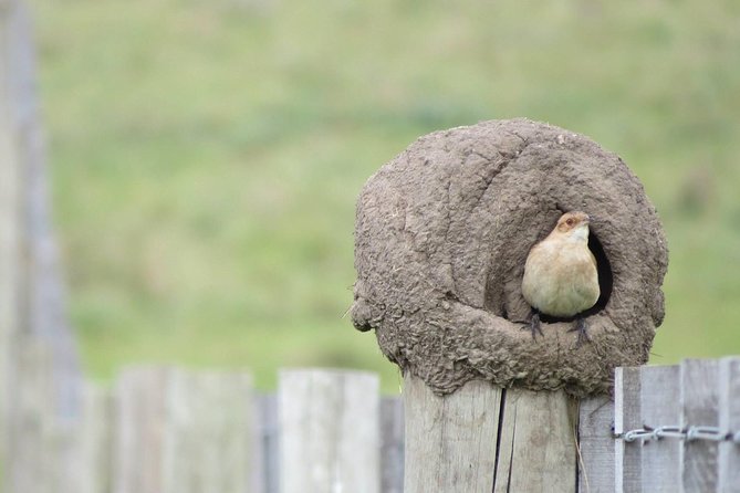 Full Day Birdwatching and Nature Tour - Accessibility and Additional Info