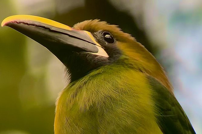 Full Day Birdwatching Experience - Tour Details