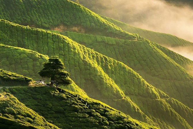 Full-Day Cameron Highlands Day Trip From Kuala Lumpur - Inclusions and Exclusions