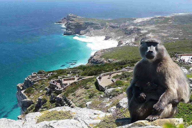 Full Day Cape Peninsula Tour in Private Car - Bo-Kaap Experience