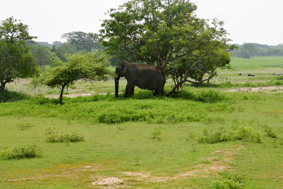 Full Day Dambulla, Sigiriya, Minneriya Safari From Colombo - Sigiriya Rock Fortress