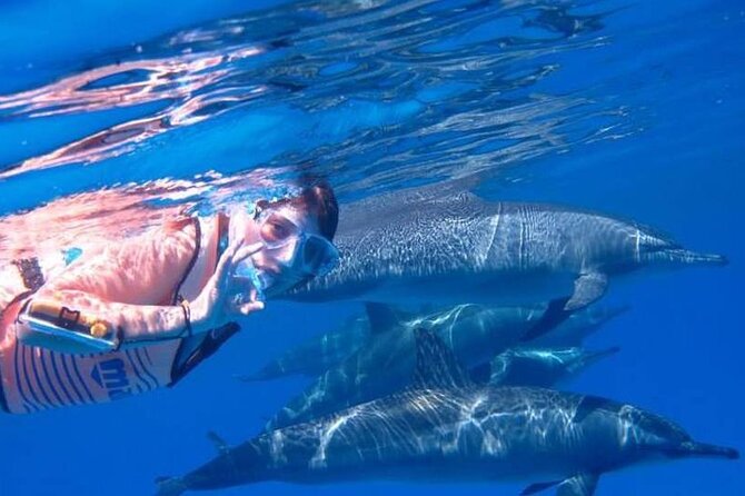 Full-day Dolphin House And Swim With Dolphin - Meals and Refreshments