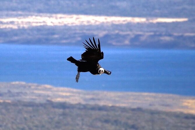 Full-day Estancia Visit and Condor Watching - Witness the Condors