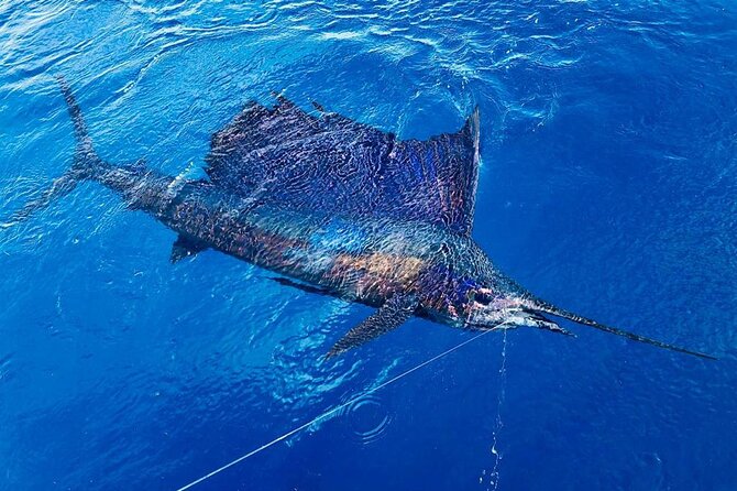 Full Day Fishing Charter - Inshore or Offshore - Inshore and Offshore Fishing Experiences