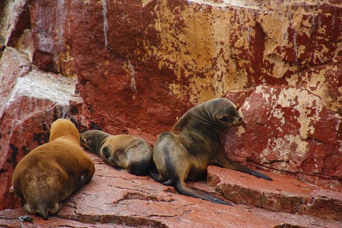 Full Day Group Tour Paracas and Ica From Lima - Transportation and Logistics