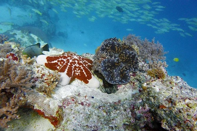 Full Day Group Tour To Mnemba Island For Snorkeling Activities - Snorkeling Experience Details