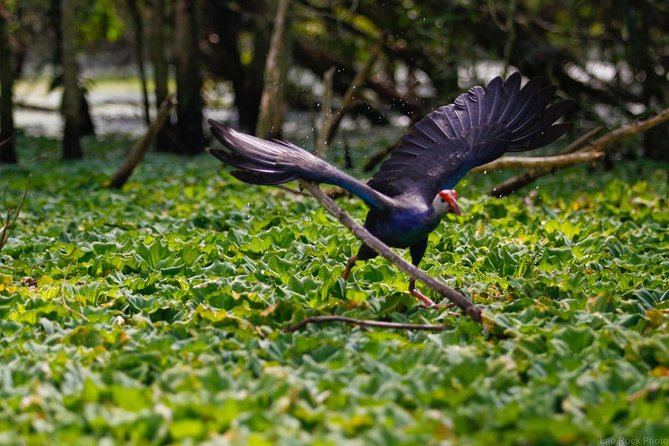 Full Day: Hoi an - Bach Ma National Park - Whats Included in the Tour