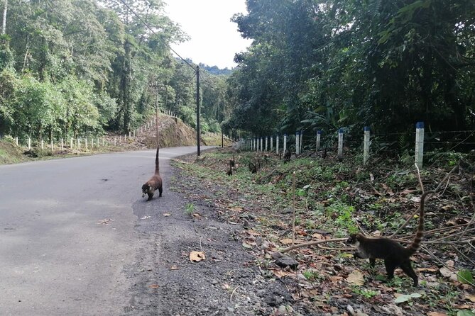 Full Day Irazu Volcano Hiking and Cartago City Guided Tour From San Jose - Tour Details