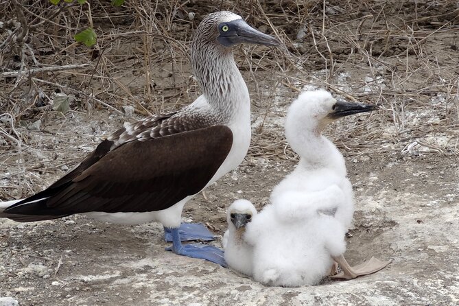 Full Day Isla De La Plata Sunshine Route From Guayaquil - Inclusions and Logistics
