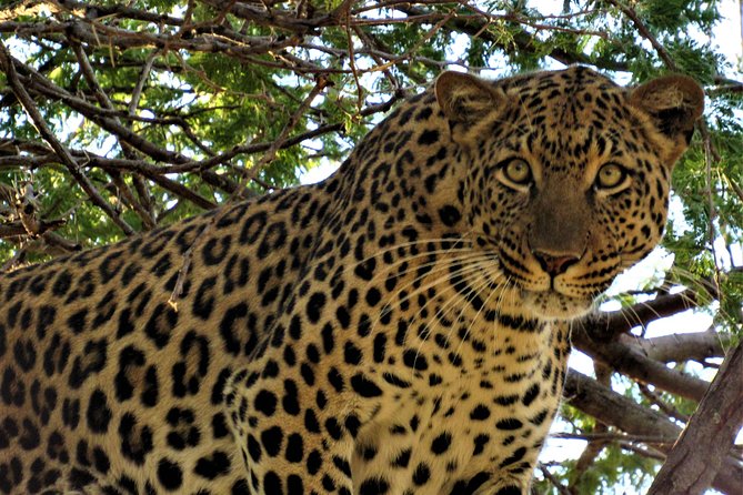 Full-Day Kruger National Park Safari - Wildlife and Natural Beauty