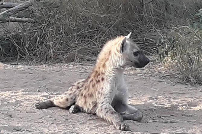 Full-Day Kruger Park Safari From Nelspruit, Whiteriver or Hazyview - Inclusions and What to Expect