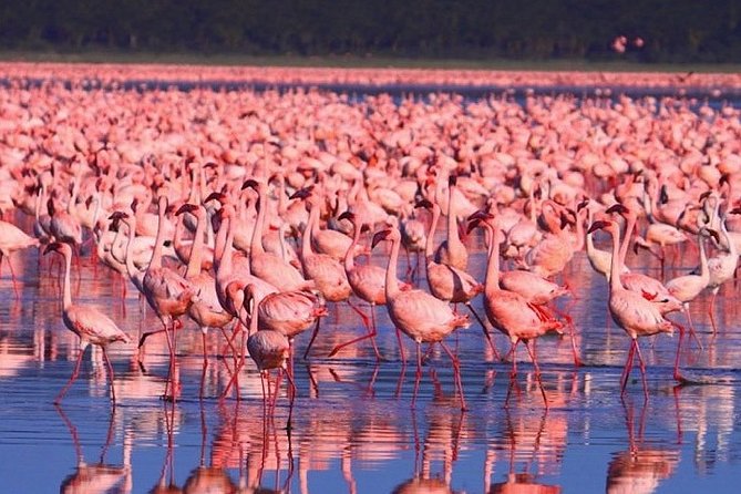 Full-Day Lake Nakuru National Park From Nairobi - Meeting and Pickup Details