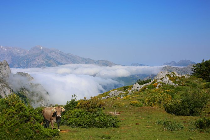Full Day Private 4WD Tour From Santander to Picos De Europa. Excellent Meals. - Guided Expertise