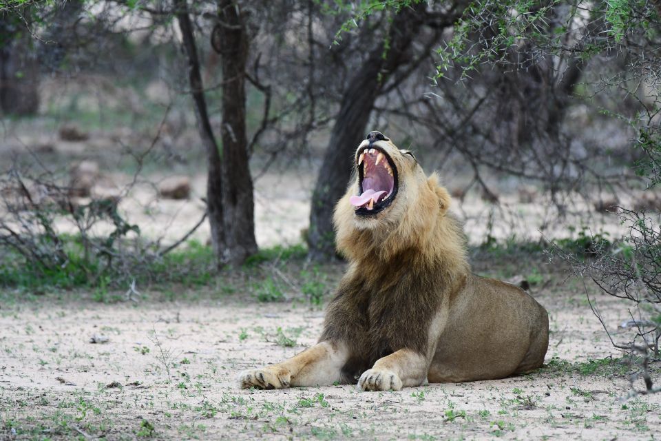 Full-Day Private Big 5 Safari in Kruger National Park - Pickup and Entry