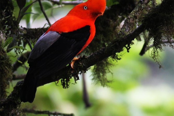 Full-Day Private Birding Tour in La Paz Refuge & Alambi Hummingbird Sanctuary - Early Morning Departure