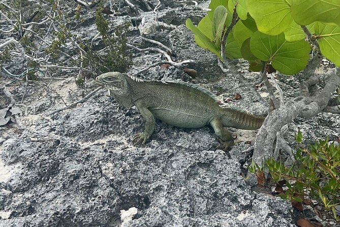 Full Day Private Charter Tour Turks and Caicos - Pickup and Timing
