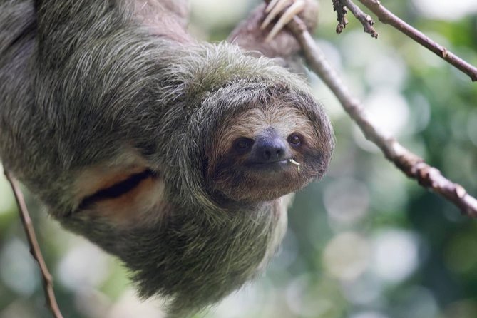 Full-Day Private Nature and Wildlife Tour in Costa Rica - Tour Inclusions and Exclusions