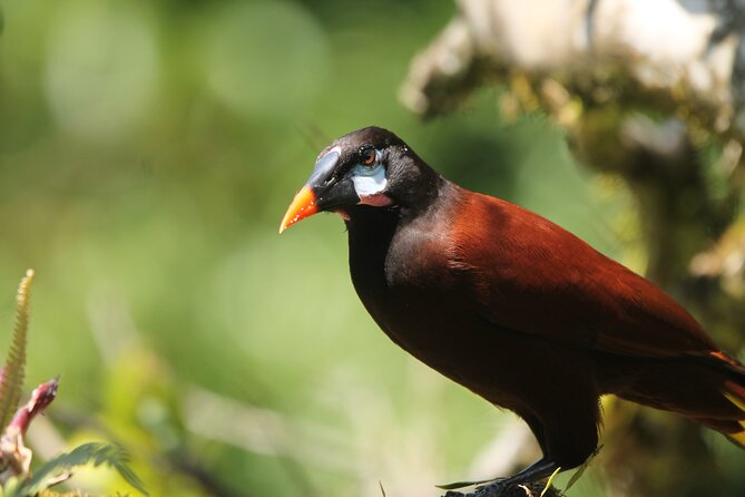 Full Day Private Tour in Monteverde, Costa Rica - Monteverde Cloud Forest Biological Reserve