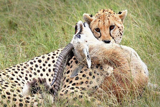 Full-Day Private Tour of Tsavo East National Park From Mombasa - Tour Highlights and Inclusions