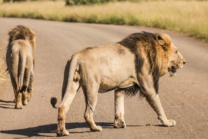 Full Day Safari Tour of Pilanesberg National Park, Open Jeep Experience - Traveler Experiences