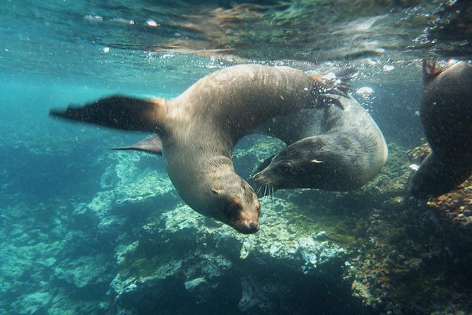 Full Day Santa Fe & Playa Escondida Snorkeling Tour - Inclusions