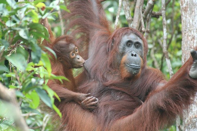 Full-Day Sepilok Orangutan and Proboscis Monkey From Sandakan or Kota Kinabalu - Inclusions and Exclusions