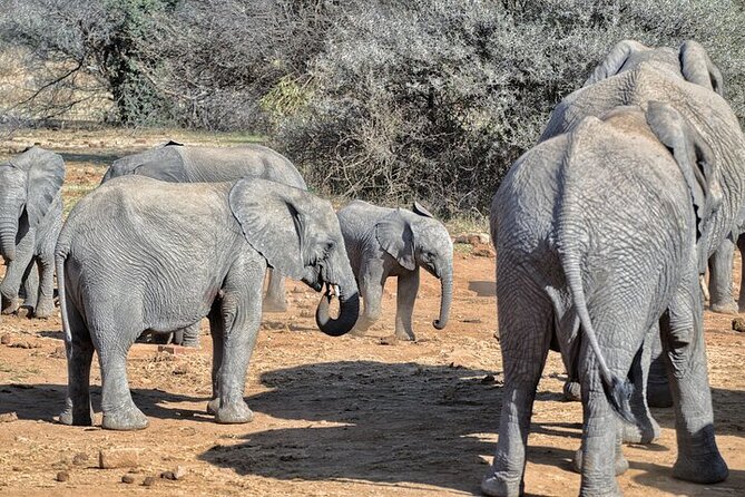 Full-Day Shared Kruger National Park Safari From Hoedspruit - Participation Guidelines
