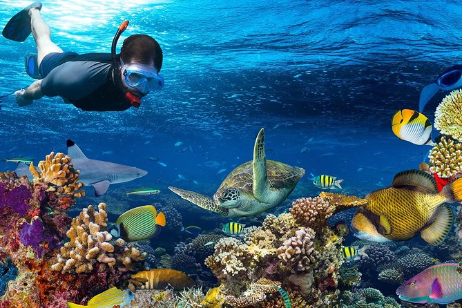 Full Day Snorkeling Trip to the Red Sea in Safaga From Luxor - Inclusions and Amenities