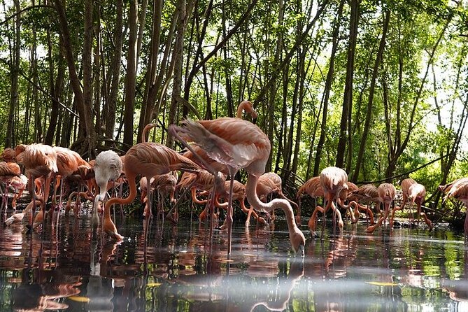 Full-Day Tour Baru - National Aviary and Playa Blanca + Bioluminescent Plankton - Pickup and Meeting Details