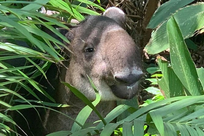 Full Day Tour in Corcovado National Park - Meeting and End Points