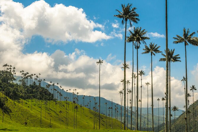 Full Day Tour of Cocora Valley, Salento, and Filandia Coffee Town (from Pereira) - Discovering Salentos Vibrant Colonial Town