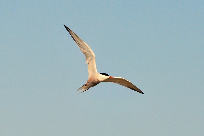 Full Day Tour to Texel - Friesian Islands - From Amsterdam - Tour Details and Inclusions