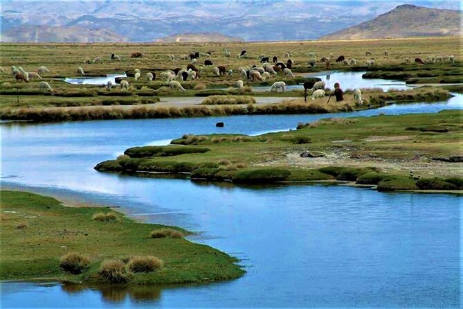 Full Day Tour to the Colca Canyon - Meeting and Pickup