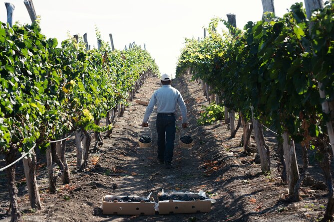 Full Day Visit to Vineyard and Premium Tasting in San Miguel - Inclusions and Logistics