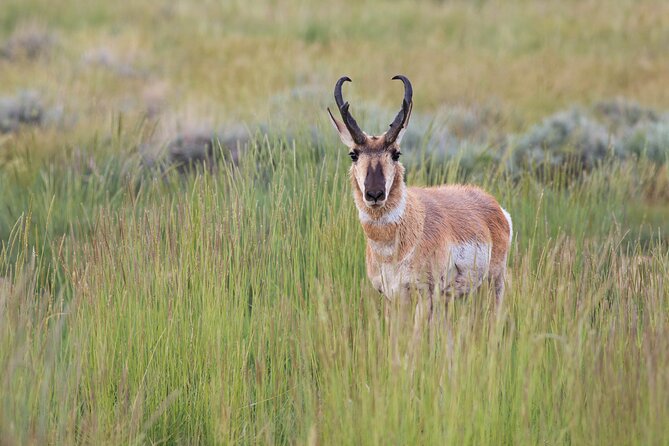 Full Day Yellowstone Natl Park Tour From West Yellowstone - Included Amenities and Services