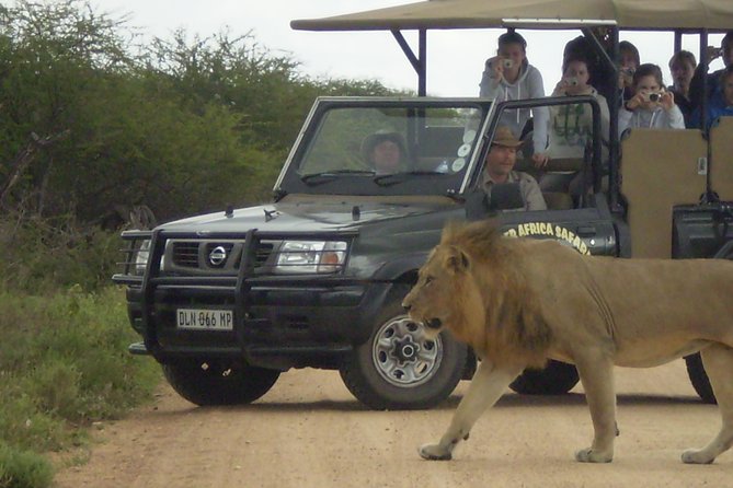 Fullday Gamedrives in Kruger National Park From Marlothpark - Wildlife Highlights
