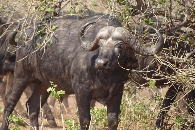 Game Drive and Short Rhino Walk - Inclusions and Amenities