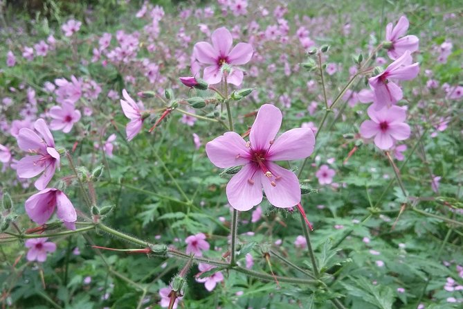 Gastro Hike (Private Tour) - Hiking Experiences and Options