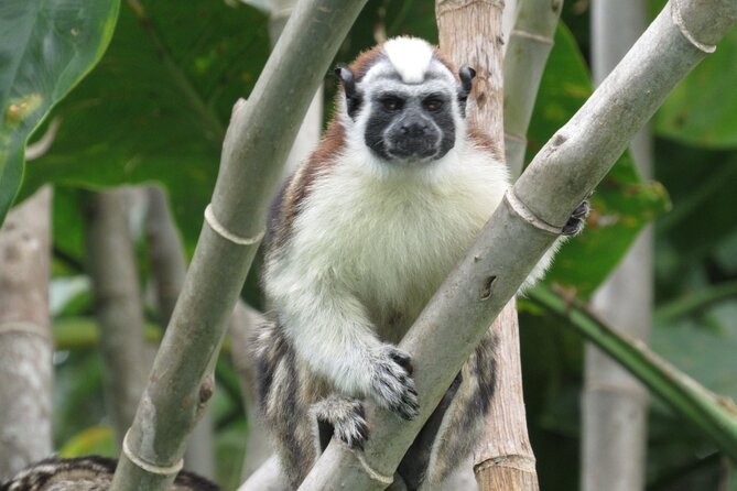 Gatun Lake Boat Tour and Jungle Wildlife at Soberania Park - Discovering Soberania Parks Lush Jungle
