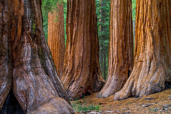 Giant Redwoods Tour Including a 5-Course Winery Lunch - Tour Itinerary and Culinary Experiences