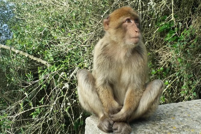 Gibraltar Private Trip From Marbella or Malaga - Logistics and Requirements