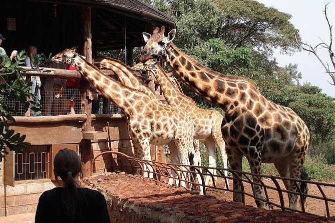 Giraffe Center, Elephant Orphanage and Beads Center - Tour Details and Inclusions
