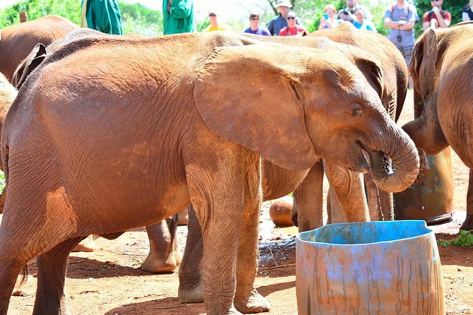 Giraffe Center & Elephant Orphanage Guided Day Tour - Inclusions of the Tour