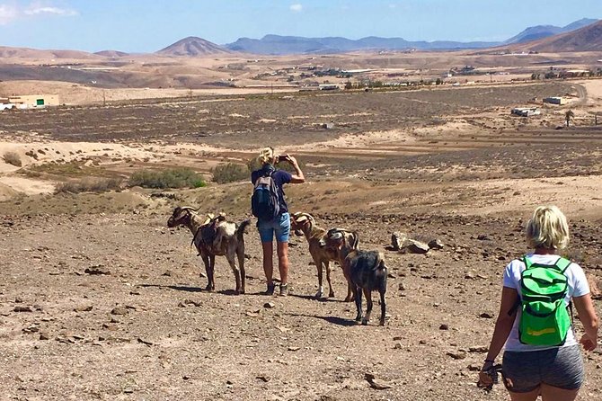 Goat Trekking Fuerteventura - Discovering the Hinterland