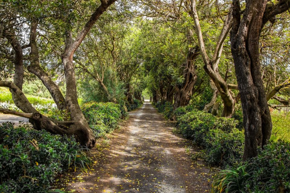 Gran Canaria: Winery Tour, Wine Museum, and Tasting - Highlights of the Experience