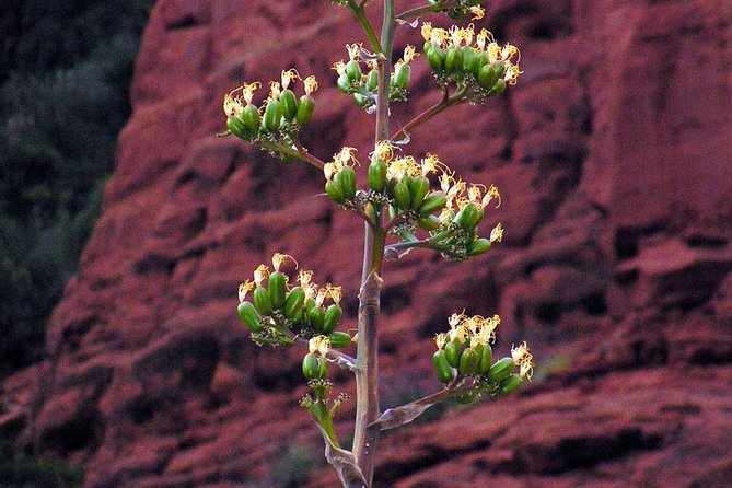 Grand Canyon South Rim Day Trip From Flagstaff - Itinerary Highlights