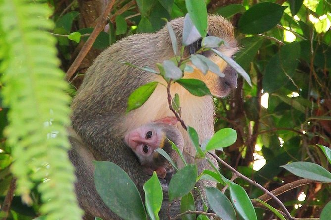 Green Monkey Time - Inclusions
